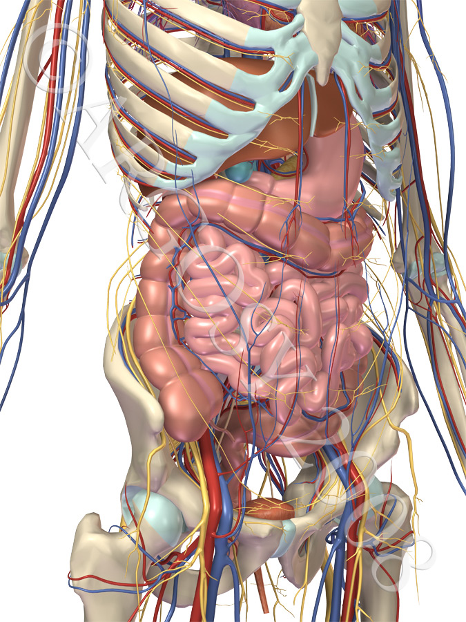 circulatory and digestive system The digestive system includes the mouth, tongue, throat, stomach,small intestines, large intestines, and rectum its purpose is toprocess food and turn it. circulatory and digestive system The digestive system includes the mouth, tongue, throat, stomach,small intestines, large intestines, and rectum its purpose is toprocess food and turn it.